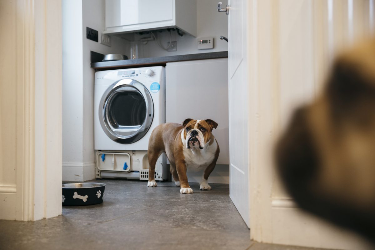 FUR-ther into safety: How to keep your pets safe around appliances