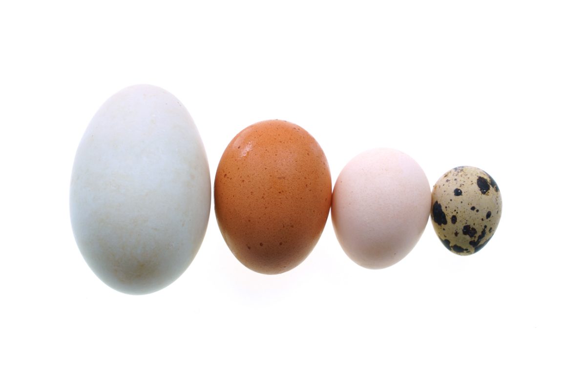 Try These Exotic Alternatives to Chicken Eggs